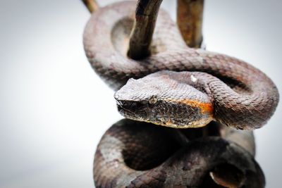 Close-up of lizard