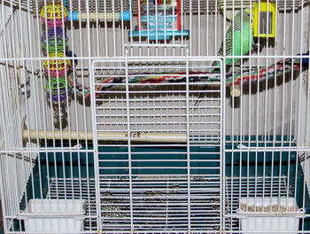 Close-up of multi colored cage