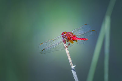 Close-up of dragonfly on plant