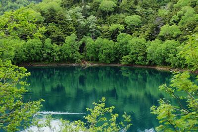 Scenic view of lake in forest