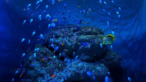 School of fish swimming in aquarium