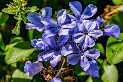 Close-up of purple flowering plants