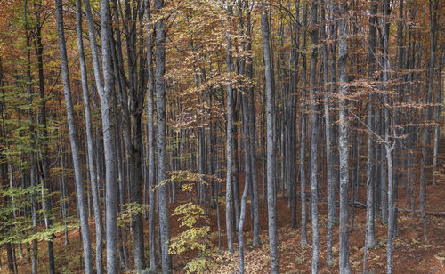 Pine trees in forest