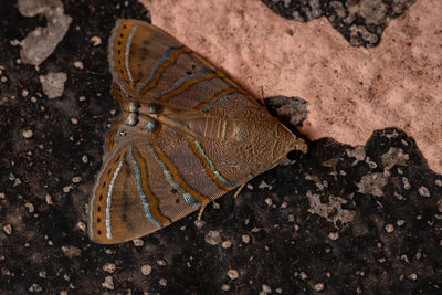 High angle view of insect on land