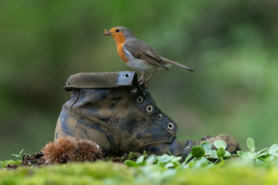 Robin with mealworm in beak perched on an old abandoned boot