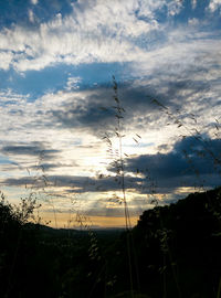 Low angle view of silhouette plants on field against sky