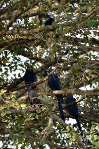 Low angle view of bird perching on tree