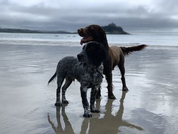 Dog standing on wet beach against sky