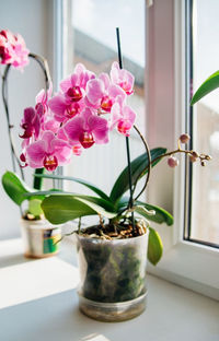 Pink flower and leaves of the phalaenopsis orchid in a flower pot on the windowsill in the house. 