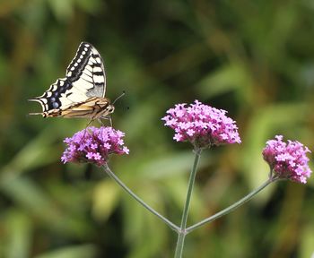 Close-up of butterfly pollinating on pink flower