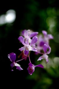 Close-up of purple flowers