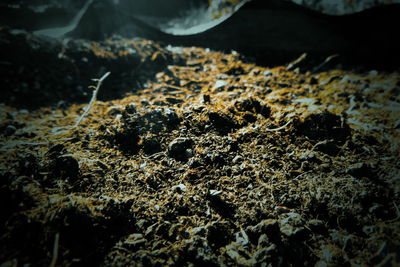 Close-up of jellyfish on rock