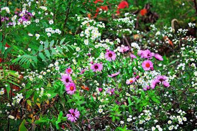 Close-up of pink flowers