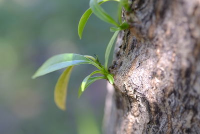 Close-up of plant growing on tree trunk