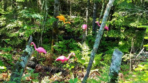 Trees growing in forest