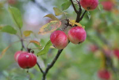 Close-up of red berries growing on tree