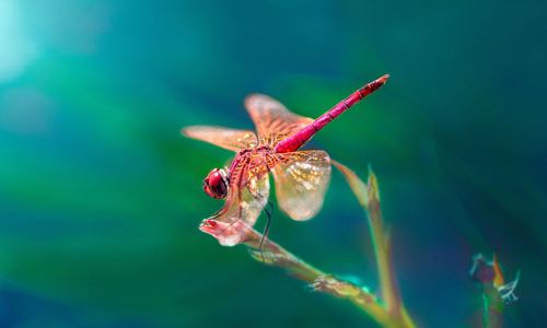 Close-up of dragonfly on plant