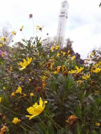 Close-up of yellow flowers growing on plant