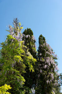 Low angle view of flowering plants against clear blue sky