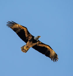 Low angle view of eagle flying in sky