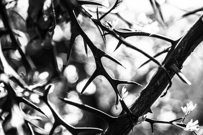 Close-up of flower tree