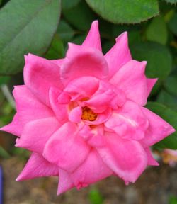 Close-up of pink flowers blooming outdoors