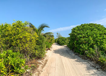 Road amidst trees against clear sky