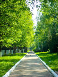 Road amidst trees in city