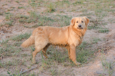 Portrait of dog on field