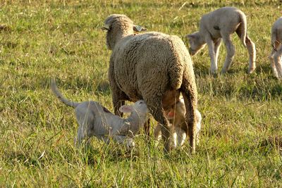 Sheep in a field