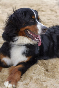 Close-up of a dog looking away