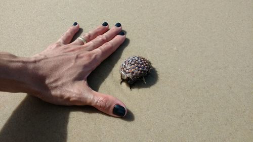 Woman hand holding seashell on beach