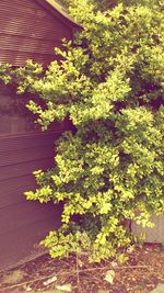 Plants growing on tree