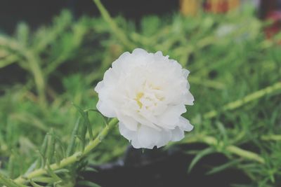 Close-up of white flowers blooming outdoors