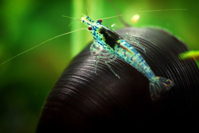 Close-up of butterfly