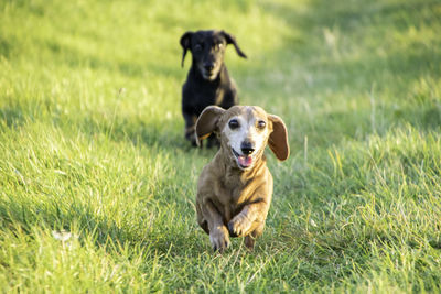 Portrait of dog running on grass