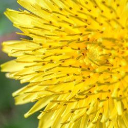 Close-up of yellow flowers