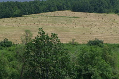 Scenic view of agricultural field