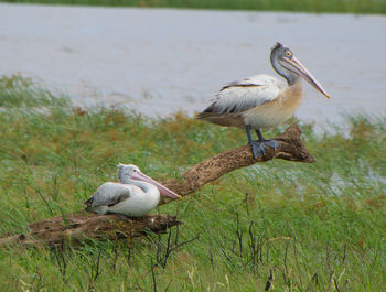 High angle view of gray heron perching on riverbank