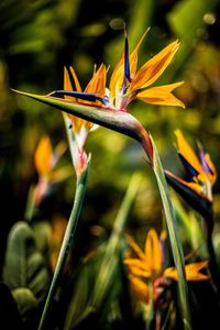 Close-up of yellow flowering plant