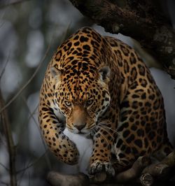 Close-up of leopard on tree trunk