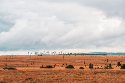 Scenic view of field against sky