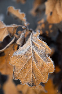 Close-up of dry leaves during winter