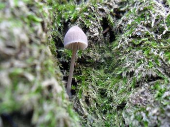 Close-up of plant against blurred background