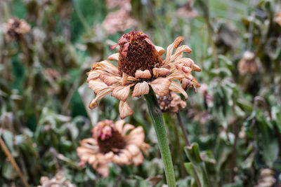 Close-up of wilted flower