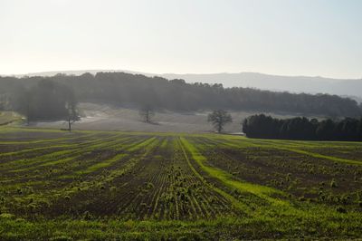 Scenic view of agricultural field against sky