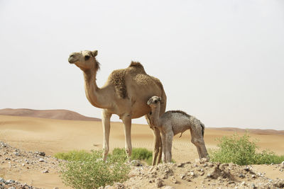 Camels standing on sand against clear sky