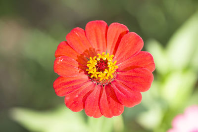 Close-up of red flower blooming outdoors