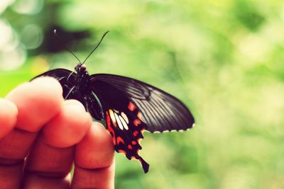 Close-up of butterfly resting on hand