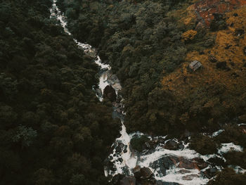 High angle view of trees in forest